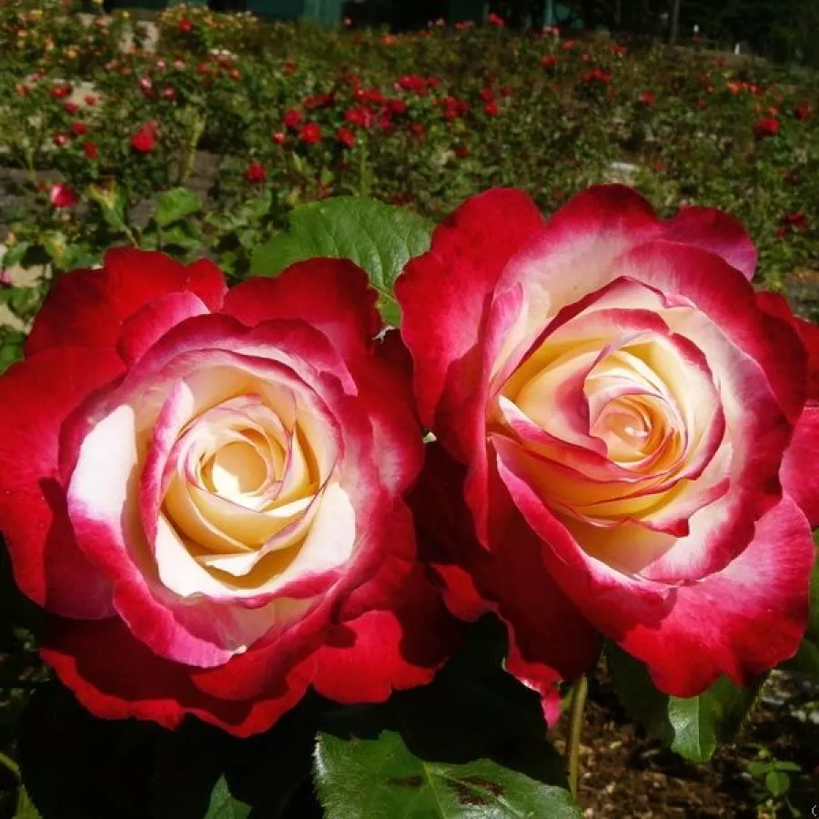 Rojo blanco - Rosa - Double Delight - Comprar rosales online