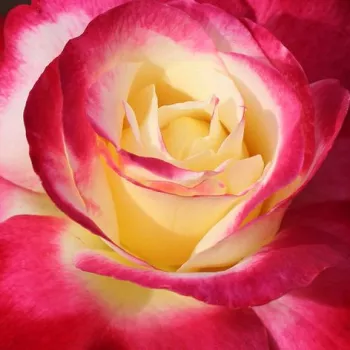 Rosa Double Delight - rosa de fragancia intensa - Árbol de Rosas Híbrido de Té - rosal de pie alto - rojo - blanco - Herbert C. Swim, A.E. & A.W. Ellis- forma de corona de tallo recto - Rosal de árbol con forma de flor típico de las rosas de corte clásico