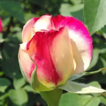 Rosa  Double Delight - czerwono - biały  - Róże pienne - z kwiatami hybrydowo herbacianymi - korona równomiernie ukształtowana
