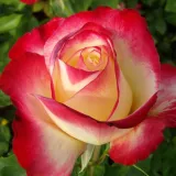 Vörös - fehér - intenzív illatú rózsa - gyöngyvirág aromájú - Online rózsa vásárlás - Rosa Double Delight - teahibrid rózsa