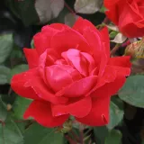 Vörös - virágágyi floribunda rózsa - Online rózsa vásárlás - Rosa Double Knock Out® - nem illatos rózsa