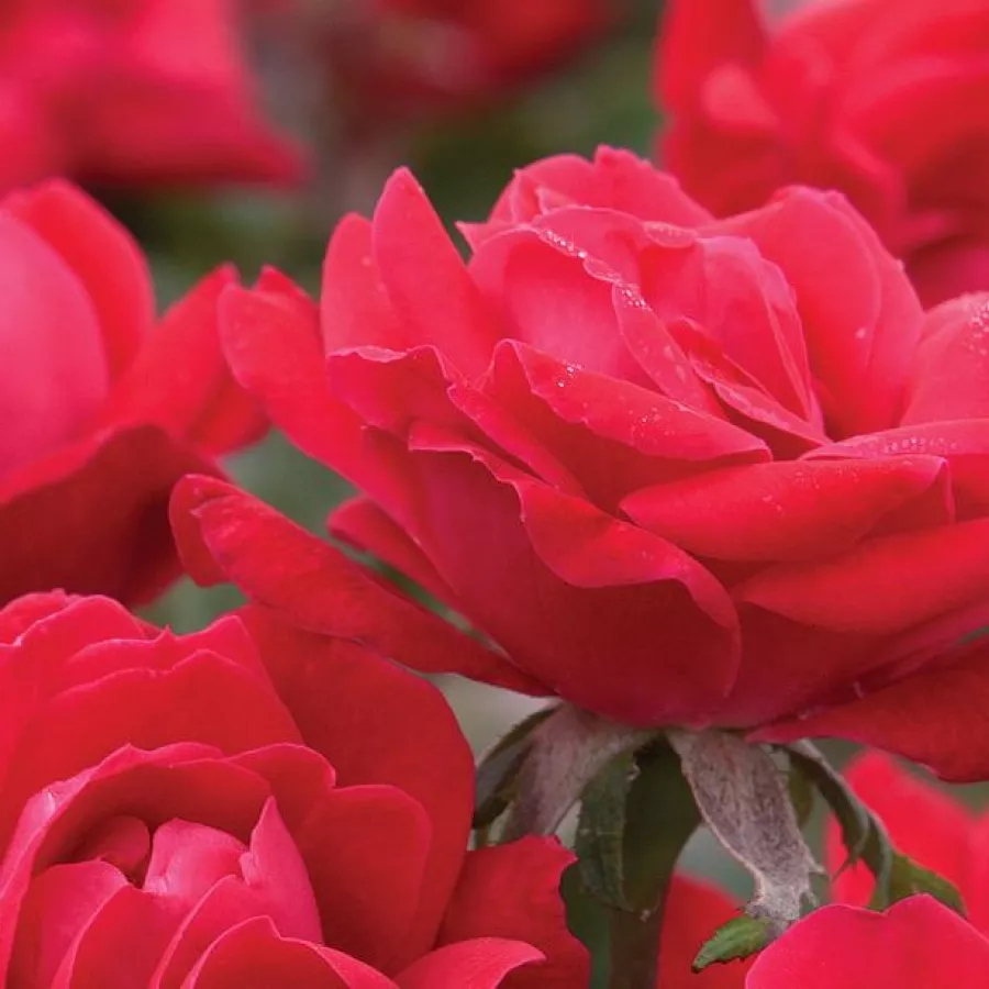 Rosso - Rosa - Double Knock Out® - Produzione e vendita on line di rose da giardino