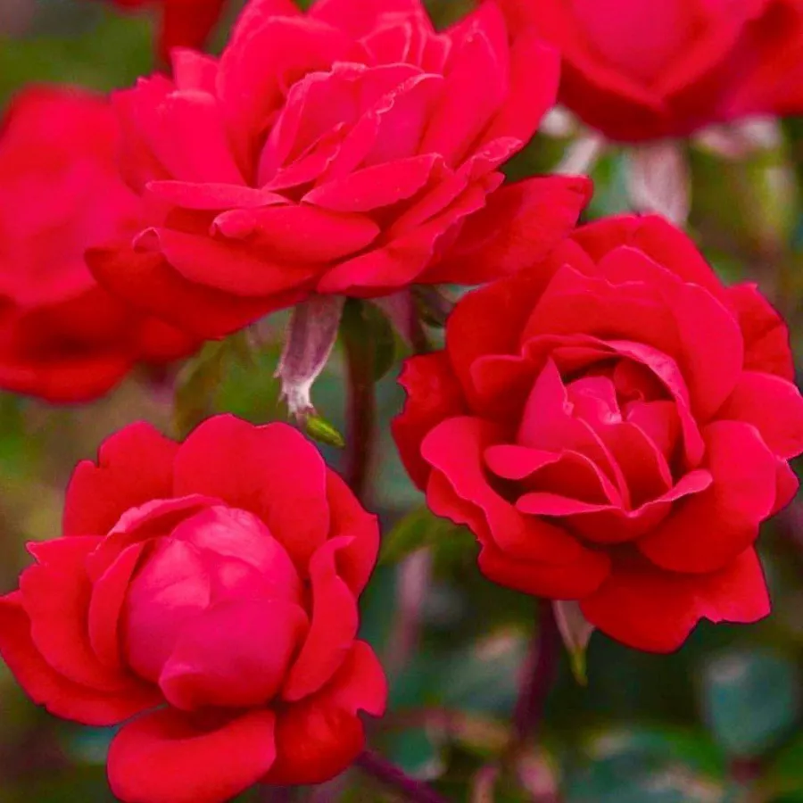 Róża bez zapachu - Róża - Double Knock Out® - Szkółka Róż Rozaria