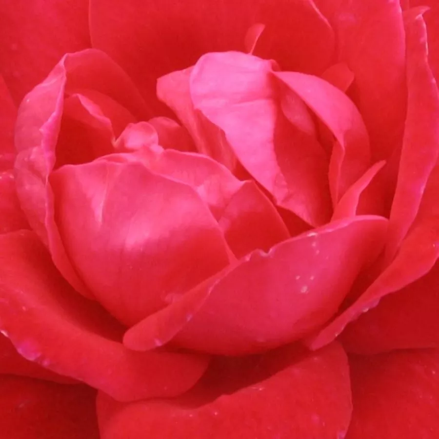 Floribunda, Shrub - Rosa - Double Knock Out® - Comprar rosales online