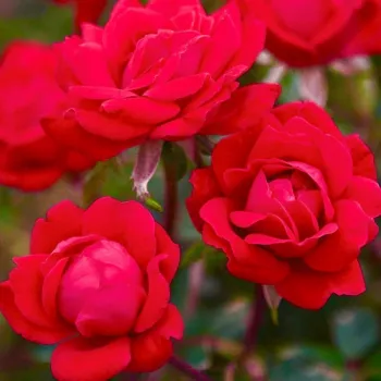 Rosa Double Knock Out® - rouge - rosier haute tige - Fleurs groupées en bouquet
