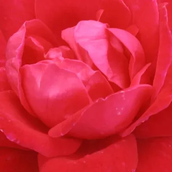 Ruže - online - koupit - stromčekové ruže - Stromkové ruže, kvety kvitnú v skupinkách - červený - Double Knock Out® - bez vône