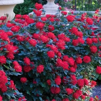 Červený - záhonová ruža - floribunda   (60-80 cm)