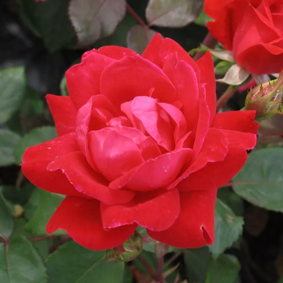 Virágágyi floribunda rózsa - Rózsa - Double Knock Out® - online rózsa vásárlás