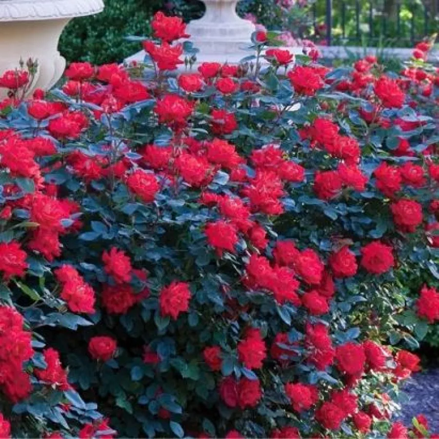Telt virágú - Rózsa - Double Knock Out® - online rózsa vásárlás