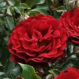Vörös - virágágyi polianta rózsa - Online rózsa vásárlás - Rosa Draga™ - diszkrét illatú rózsa - szegfűszeg aromájú