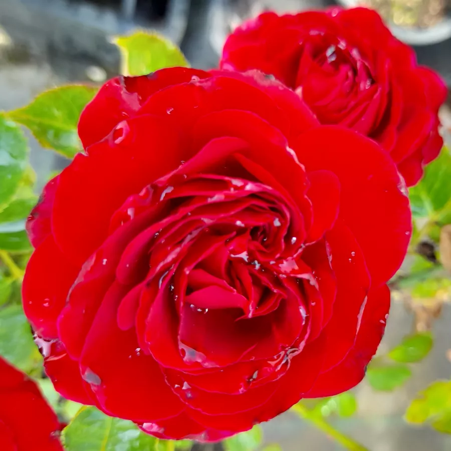 červený - Ruža - Draga™ - Ruže - online - koupit