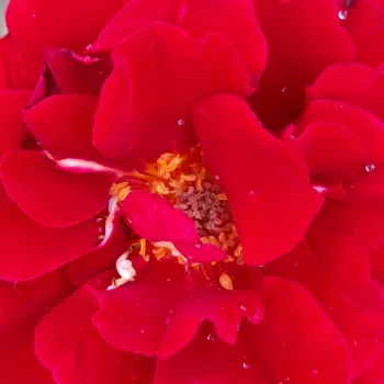 Ružová - školka - eshop  - záhonová ruža - polyanta - červený - mierna vôňa ruží - klinčeková aróma - Draga™ - (30-40 cm)