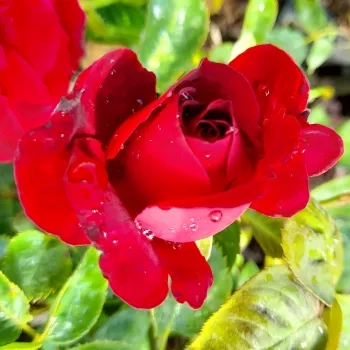 Rosa Draga™ - roșu - trandafiri pomisor - Trandafir copac cu trunchi înalt – cu flori în buchet