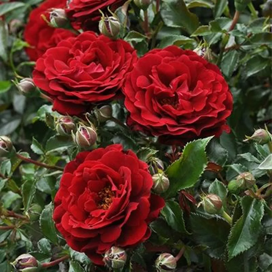 120-150 cm - Rosa - Draga™ - rosal de pie alto