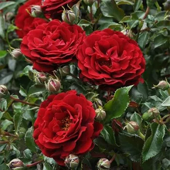Élénkvörös - virágágyi polianta rózsa - diszkrét illatú rózsa - szegfűszeg aromájú