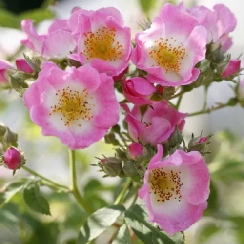 Kew Rambler