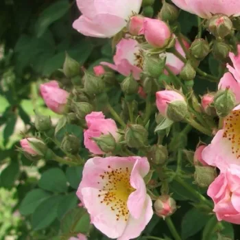 KEW RAMBLER – rózsaszín kúszó rambler rózsa