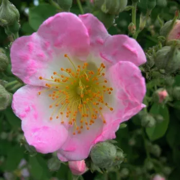 Rózsa rendelés online - rózsaszín - közepes erősségű, jól érezhető illatú rózsa - Kew Rambler - rambler, kúszó rózsa - (500-750 cm)