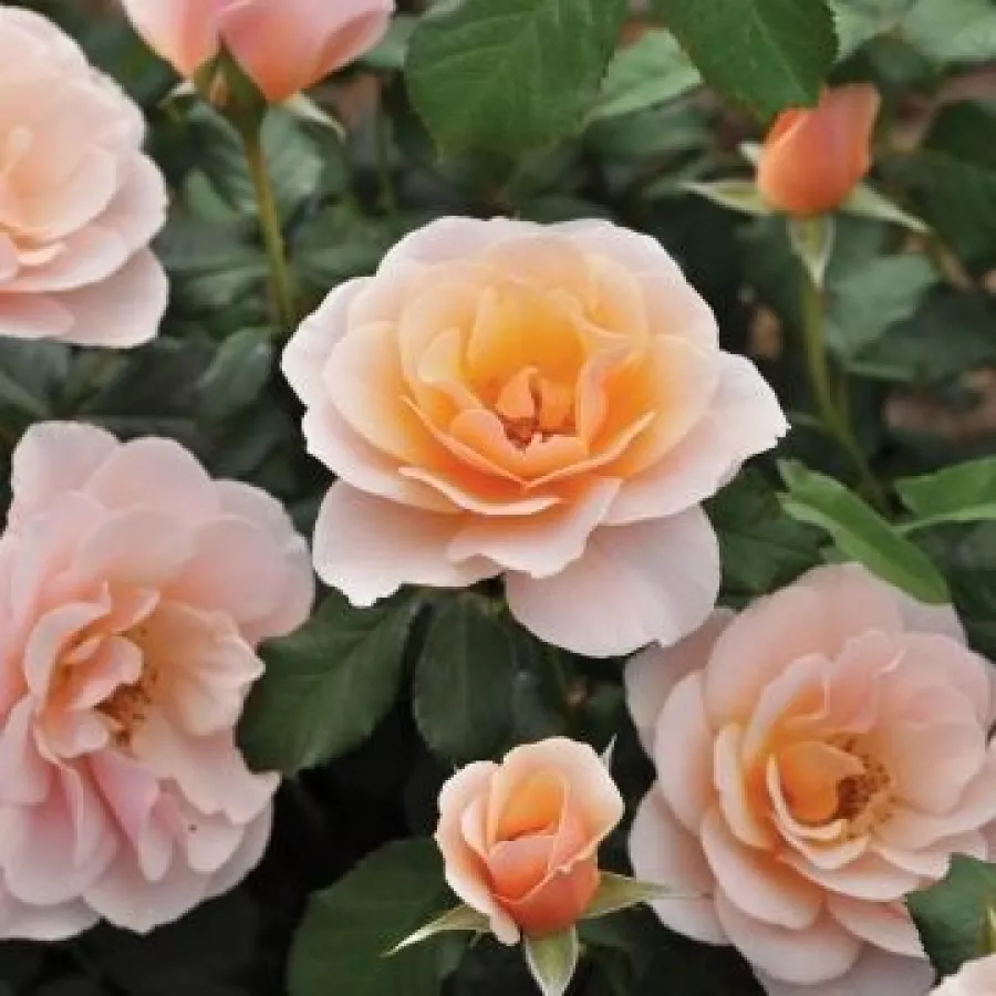 Vrtnica floribunda za cvetlično gredo - Roza - Drina™ - vrtnice online