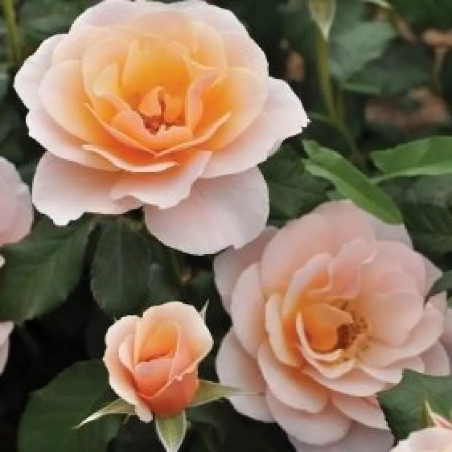 Filiżankowy - Róża - Drina™ - sadzonki róż sklep internetowy - online