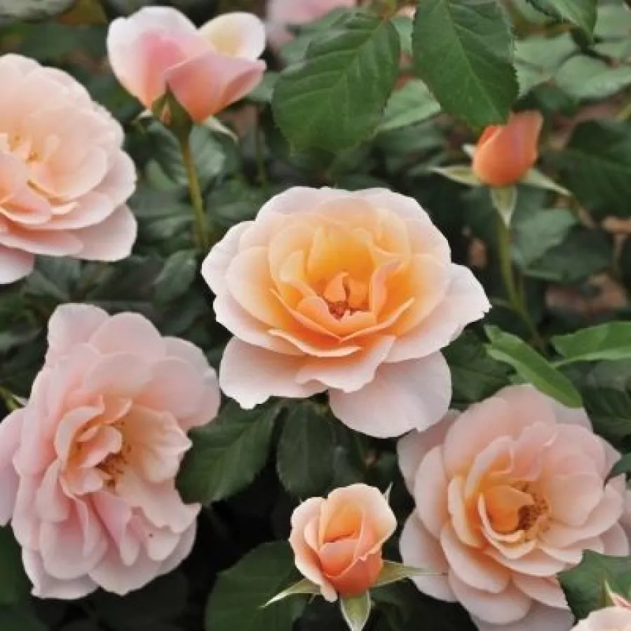 Reka® - Rosa - Drina™ - vendita online di rose da giardino