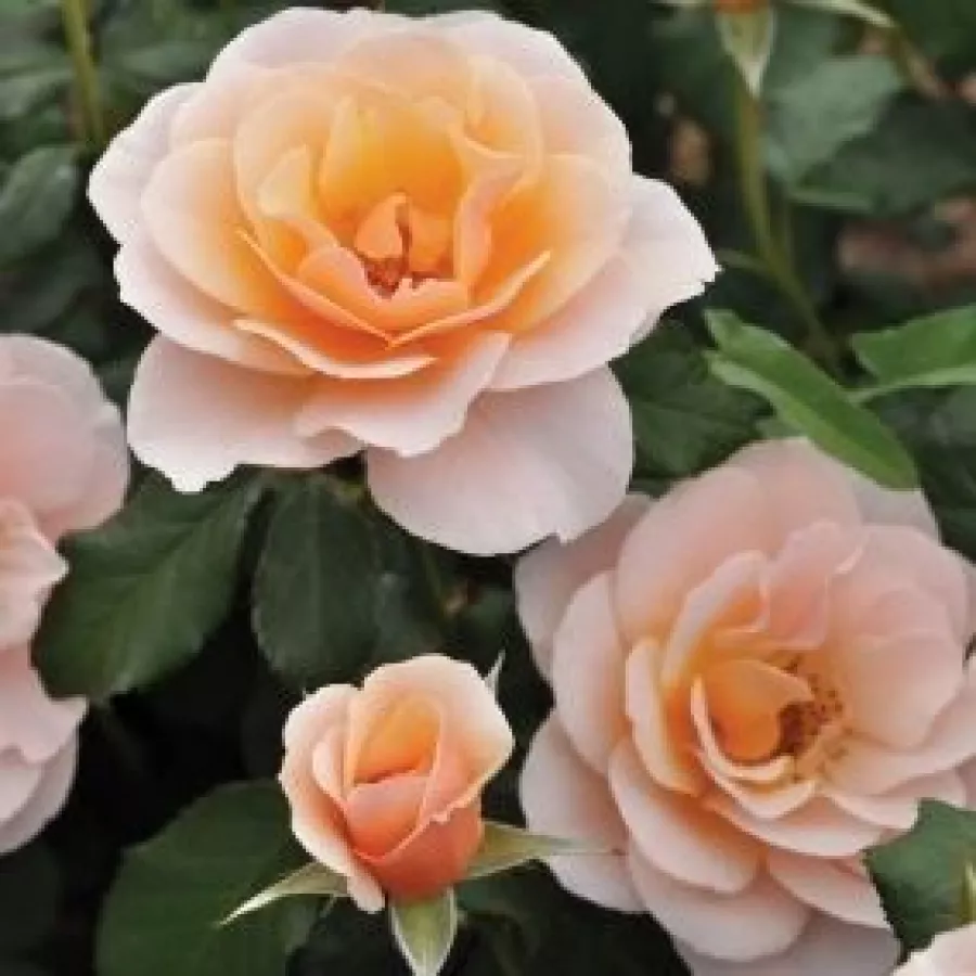 PhenoGeno Roses - Ruža - Drina™ - sadnice ruža - proizvodnja i prodaja sadnica