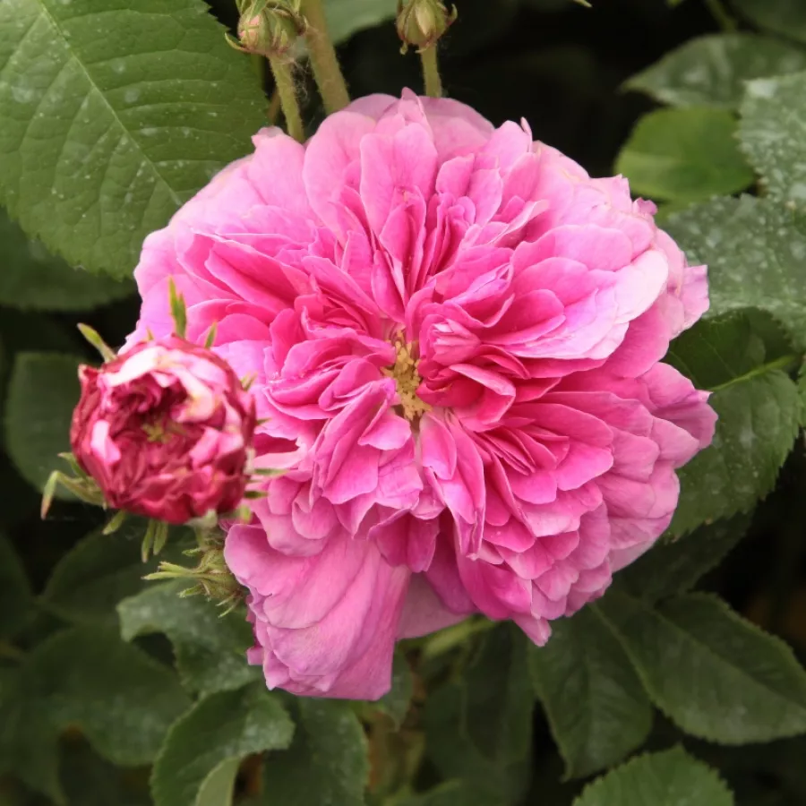 Róża damasceńska - Róża - Duc de Cambridge - Szkółka Róż Rozaria