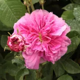 Damascena ruža - ljubičasto - ružičasto - intenzivan miris ruže - Rosa Duc de Cambridge - Narudžba ruža