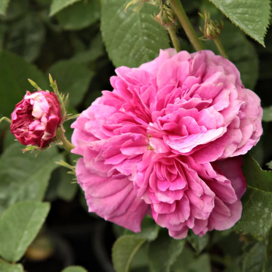 Lila - rózsaszín - Rózsa - Duc de Cambridge - Online rózsa rendelés