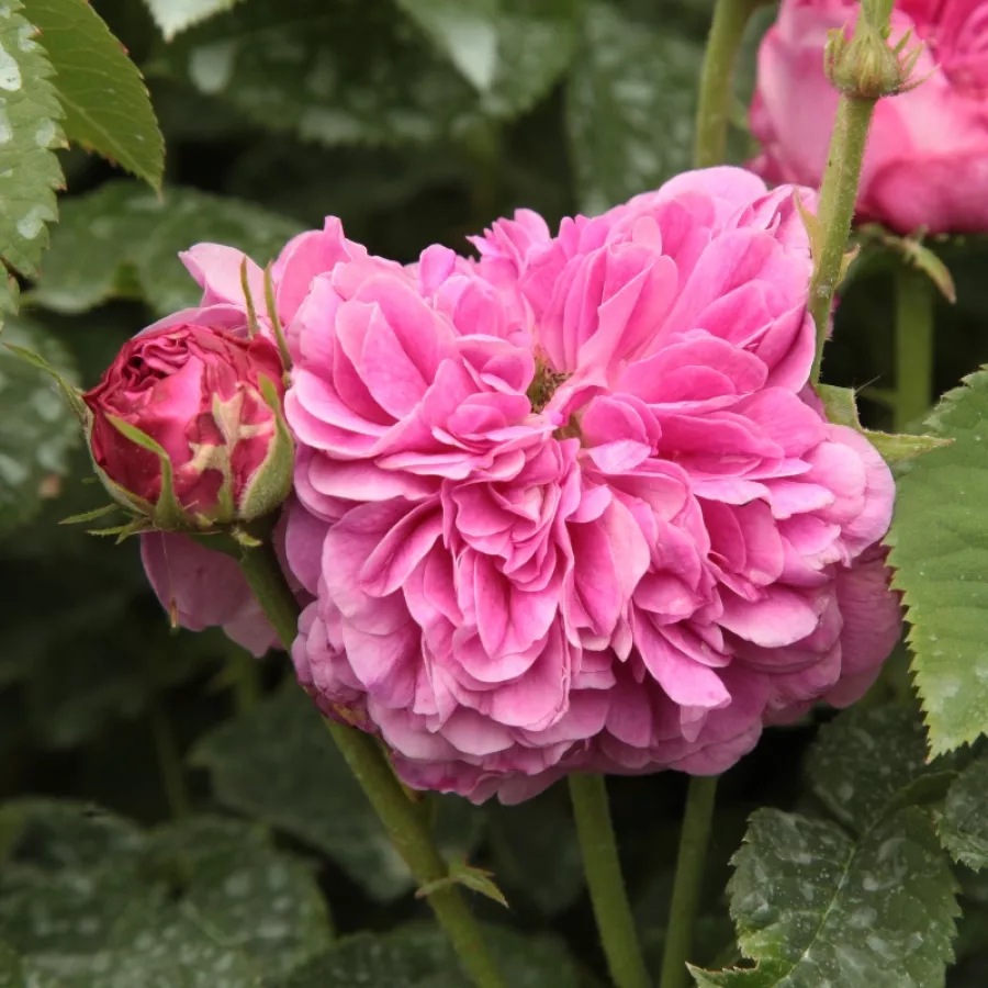 Sterk geurende roos - Rozen - Duc de Cambridge - Rozenstruik kopen