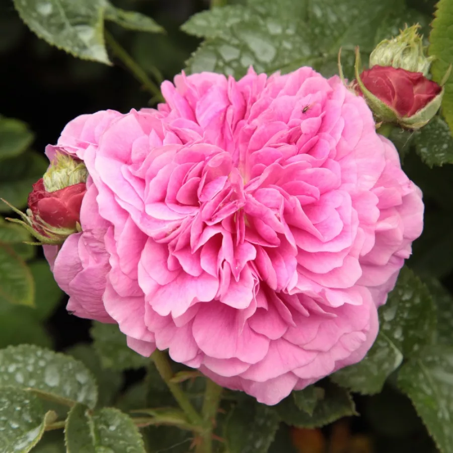 - - Roza - Duc de Cambridge - Na spletni nakup vrtnice