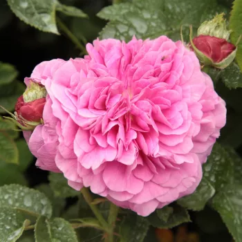 Lila - rózsaszín árnyalat - történelmi - damaszkuszi rózsa   (120-240 cm)