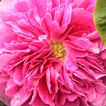 Comprar rosales online - Púrpura - Rosa - Rosas de Damasco - rosa de fragancia intensa - Rosal Charlie Chaplin - Jean Laffay - Es una rosa damasco de aroma intensa que se desarrolla muy bien