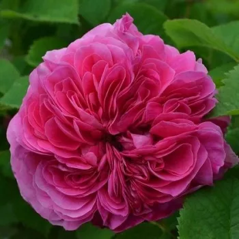 Violeta malva - Árbol de Rosas Inglesa - rosal de pie alto- forma de corona tupida