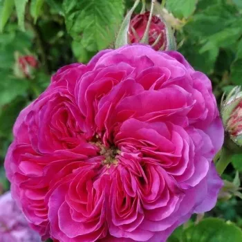 Rosa Duc de Cambridge - fioletowo-różowy - róża pienna - Róże pienne - z kwiatami róży angielskiej