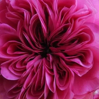 Ruže - online - koupit - stromčekové ruže - Stromkové ruže s kvetmi anglických ruží - fialová - ružová - Duc de Cambridge - intenzívna vôňa ruží - sad