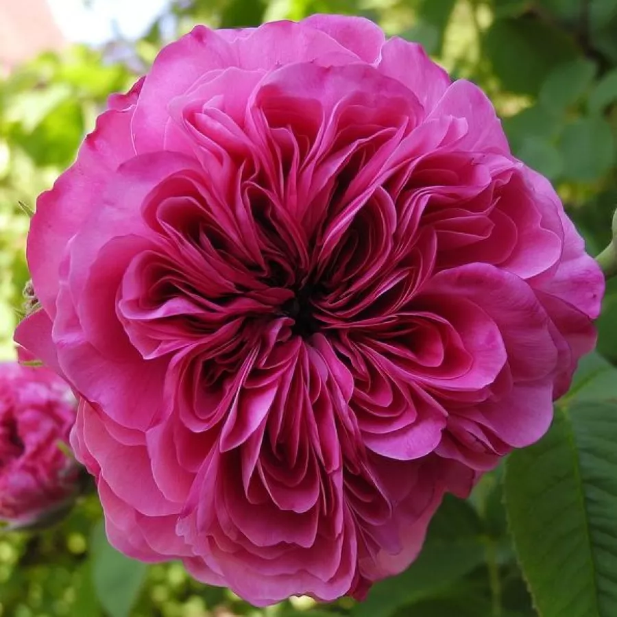 Trandafir cu parfum intens - Trandafiri - Duc de Cambridge - comanda trandafiri online