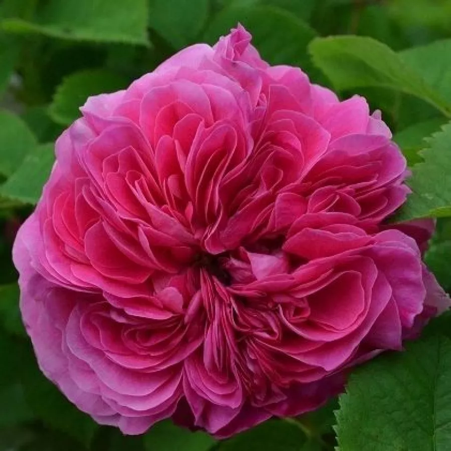 Plină, densă - Trandafiri - Duc de Cambridge - comanda trandafiri online