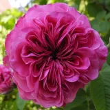 Púrpura - rosa - rosa de fragancia intensa - Rosas de Damasco - Rosa Duc de Cambridge