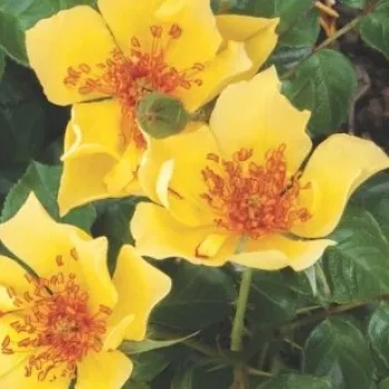 Rosa Ducat™ - galben - trandafiri pomisor - Trandafir copac cu trunchi înalt – cu flori simpli