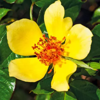 Amarillo dorado - árbol de rosas de flor simple - rosal de pie alto - rosa de fragancia discreta - damasco