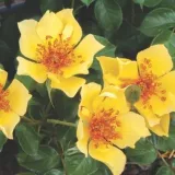 Záhonová ruža - floribunda - mierna vôňa ruží - damascus - žltá - Rosa Ducat™