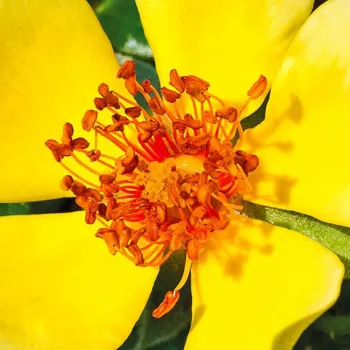 Rózsa kertészet - sárga - diszkrét illatú rózsa - damaszkuszi aromájú - Ducat™ - virágágyi floribunda rózsa - (40-60 cm)