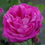 Rózsaszín - történelmi - portland rózsa - Online rózsa vásárlás - Rosa Duchesse de Rohan - diszkrét illatú rózsa - fahéj aromájú