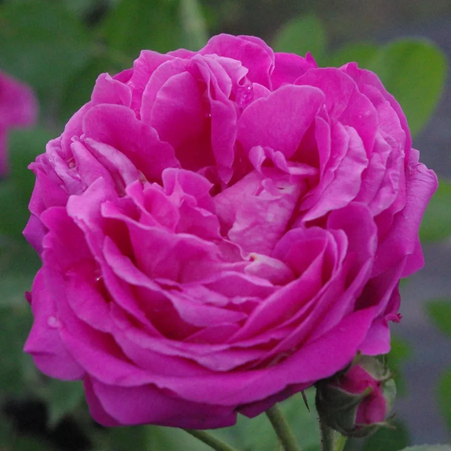 Történelmi - portland rózsa - Rózsa - Duchesse de Rohan - Online rózsa rendelés