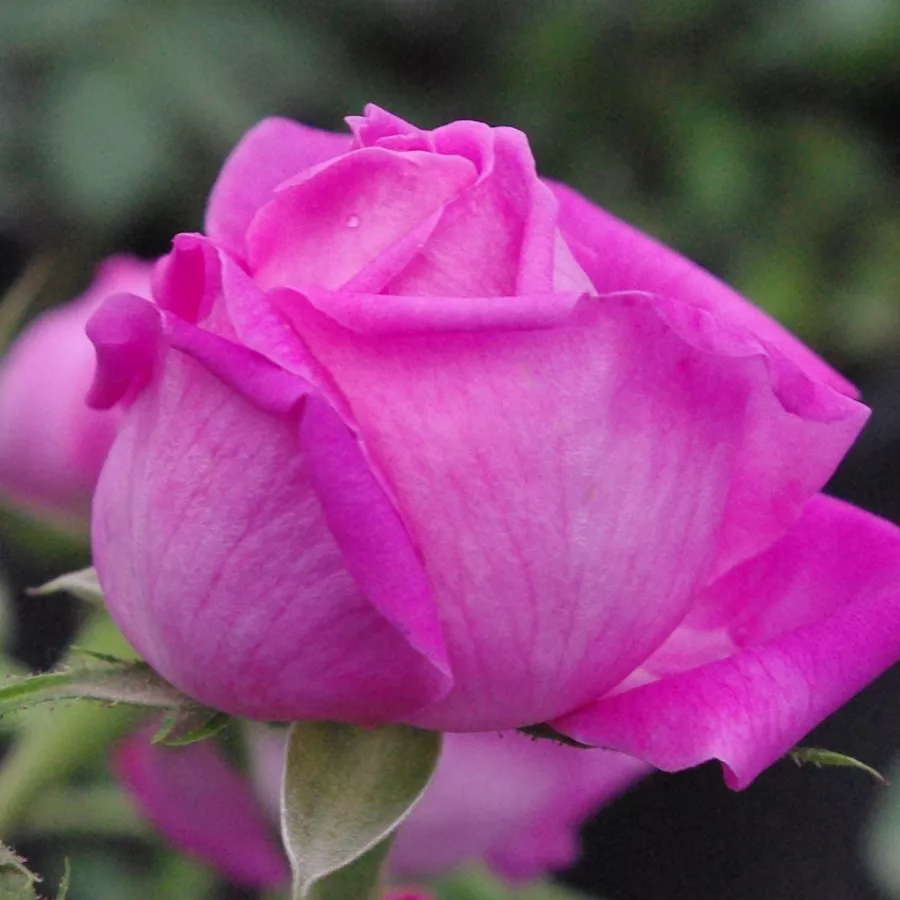 Rózsaszín - Rózsa - Duchesse de Rohan - Online rózsa rendelés