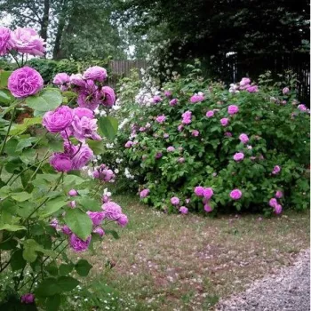 Rózsaszín - lila árnyalat - történelmi - portland rózsa - diszkrét illatú rózsa - fahéj aromájú