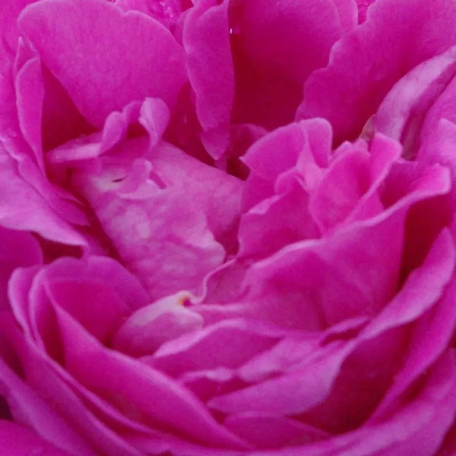 Pojedynczy - Róża - Duchesse de Rohan - 
