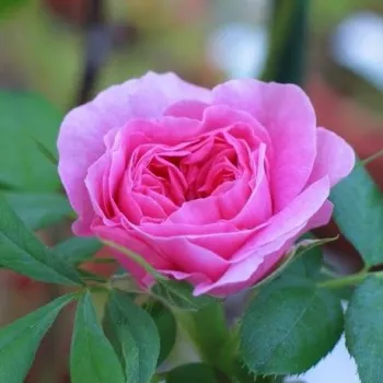 Rosa Duchesse de Rohan - ružičasta - ruže stablašice -