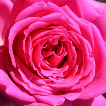 Online rózsa kertészet - rózsaszín - teahibrid rózsa - Senteur Royale - intenzív illatú rózsa - barack aromájú - (80-100 cm)